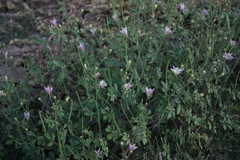 Cleome chelidonii